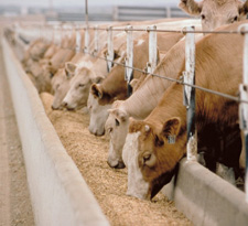Manure to Energy